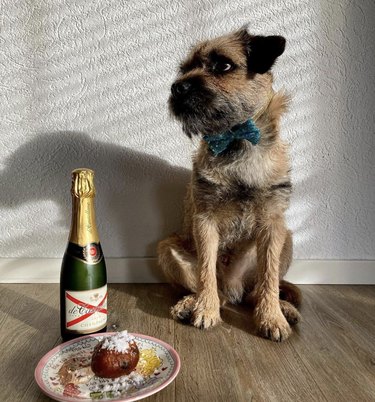 A border terrier wearing a bowtie and sitting next to a bottle of champagne and a doughnut.