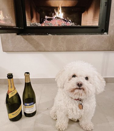 White poodle mix sitting on the floor next to two champagne bottles and a lit fire in a fireplace behind.