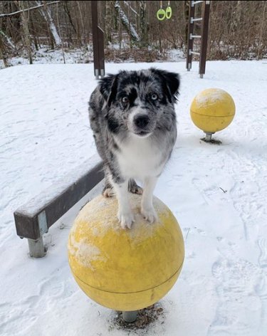 An Australian shepherd dog balances on a large yellow ball in a snowy park.