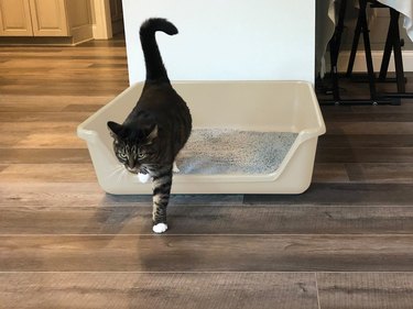 Cat walking out of large tan litter box with low entry
