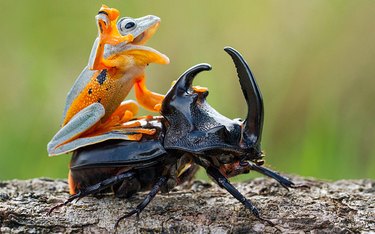 frog on top of beetle