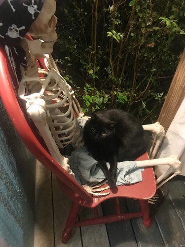 black cat sitting on lap of skeleton