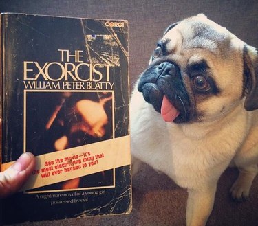 pug poses next to paperback copy of The Exorcist