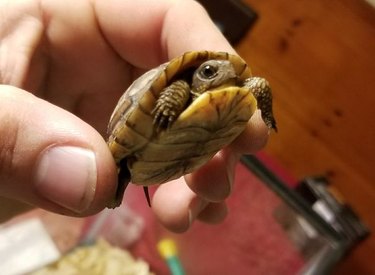 A very small turtle.