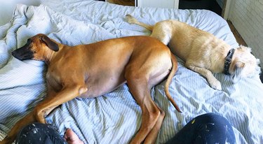 dogs take up all the space on a king size bed
