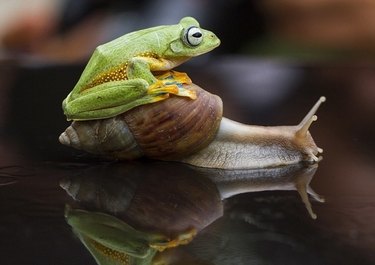 frog riding snail