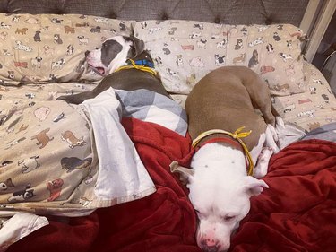 sleeping with dogs in a bed is like playing Tetris