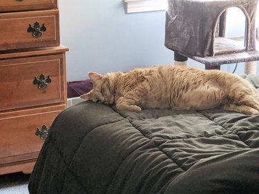 cat is zonked out on a bed