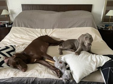 dogs hogging the bed
