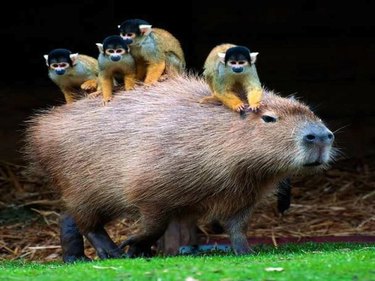 monkeys riding capybara