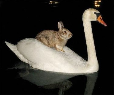 bunny riding on swan