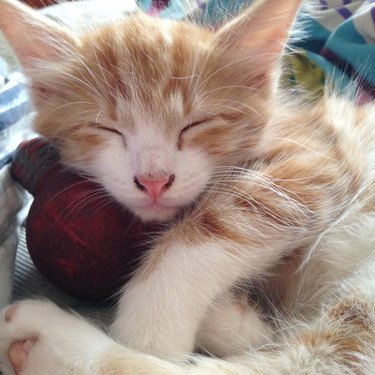 sleeping cat as a baby