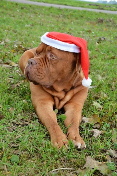 Dog wearing a Santa hat.
