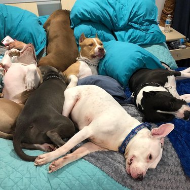 Dogs taking clearance over the bed