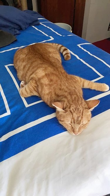 orange cat sleeping like an airplane on a bed
