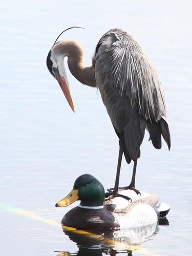 pelican riding on duck