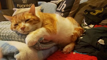 orange cat sleeping in favorite spot