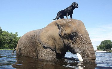 dog on top of elephant