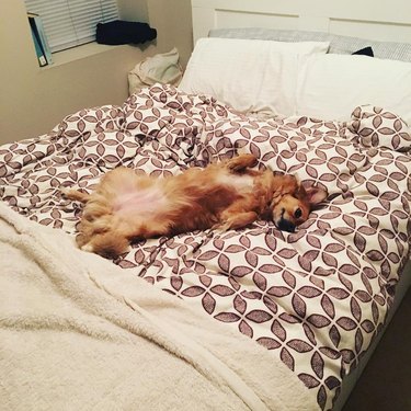 dog splayed across the bed