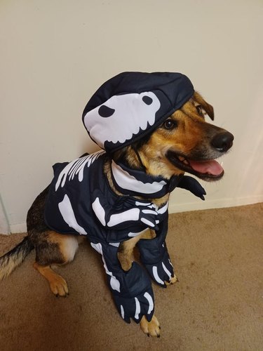 dog dressed in skeleton costume