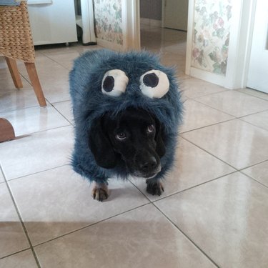 black dog dressed as the cookie monster