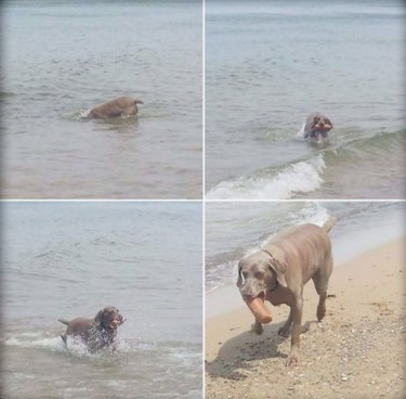 Dog fetching a brick out of the ocean.