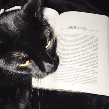 black cat posing with a book opened to a chapter titled "The Black Cat"