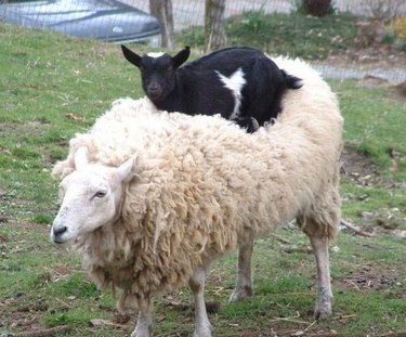 goat riding sheep