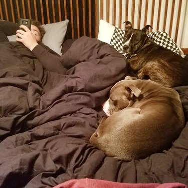 dogs take up free space on bed