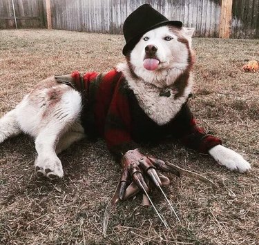 Nice dog dressed up like Freddy Krueger