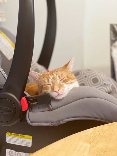 cat sleeping in baby's car seat