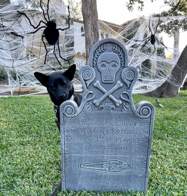 dog poses with scary halloween decorations