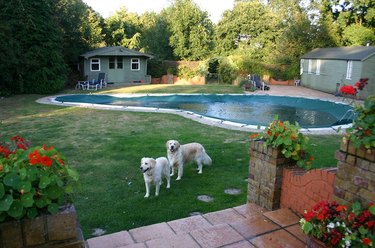Two dogs near a swimming pool.