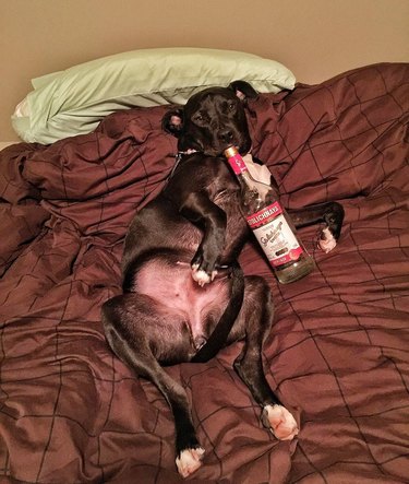 dog hogging bed holding a bottle of vodka