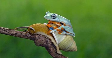 frog riding snail