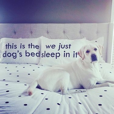 pillows that read "this is the dog's bed we just sleep in it"