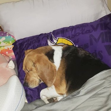 dog loves sleeping on pillows