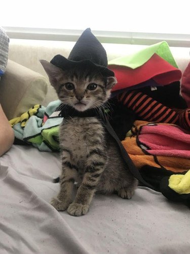 kitten in a witch costume
