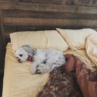 sleeping dog won't let woman make bed