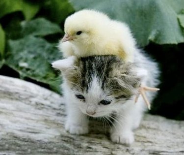 chick on top of kitten