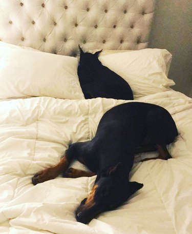 doberman dogs sleeping on bed