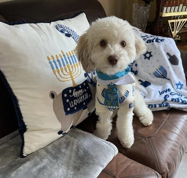 Small white dog with a Hanukkah tie sitting on a leather couch with Hanukkah pillows and blankets.