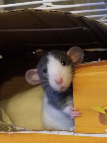 cute pet rat hiding