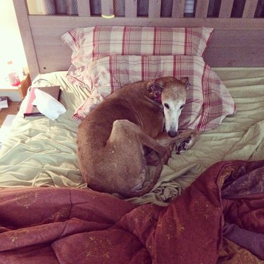 dog steals spot in bed when woman gets up