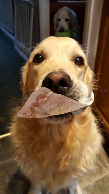 man finds money in dog's mouth