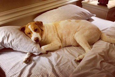 spoiled dog sleeps on pillows