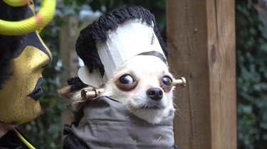 dog costumed as Frankenstein