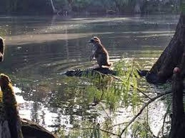 raccoon riding alligator