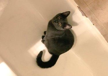 black cat in bath tub