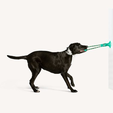 Black lab mix using a suction cup tug-of-war toy that's stuck against a wall.